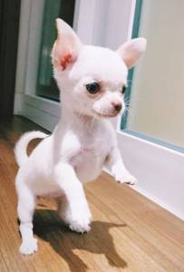 Chihuahua pelo curto e longo