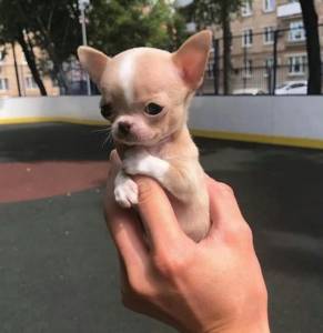 Chihuahua pelo curto e longo