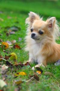Chihuahua pelo curto e longo