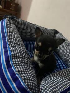 Chihuahua pelo curto e longo