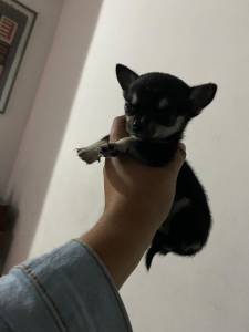 Chihuahua pelo curto e longo