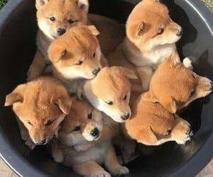 Shiba Inu