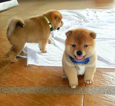 Shiba Inu