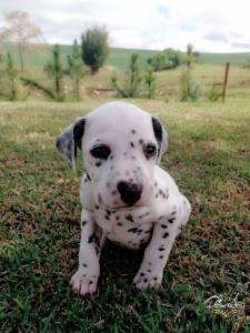 Dalmata