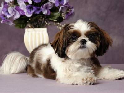 LHASA APSO