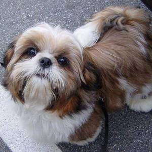 LHASA APSO