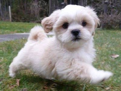 LHASA APSO