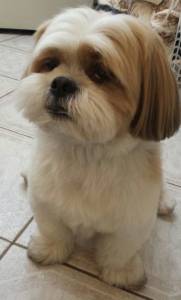 LHASA APSO