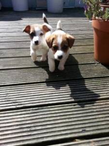 Filhotes de Jack Russel Macho