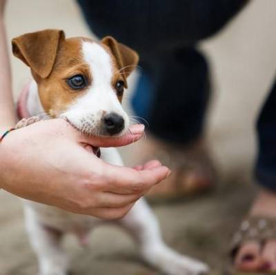 Filhotes de Jack Russel Macho