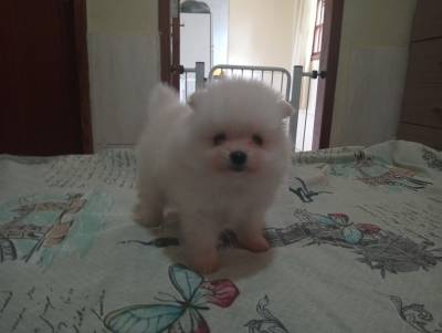 Spitz Alemao Machos creme