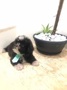SHIH TZU S MACHOS O RANKING N UM DE VENDA CHAMA NO ZAP