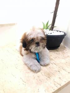 SHIH TZU S MACHOS O RANKING N UM DE VENDA CHAMA NO ZAP