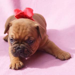 Bouledogue francs fawn LOP AFIXO