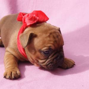 Bouledogue francs fawn LOP AFIXO