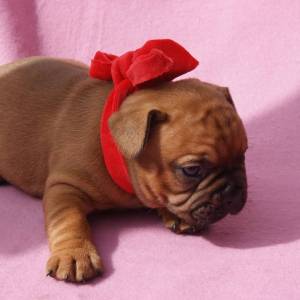 Bouledogue francs fawn LOP AFIXO