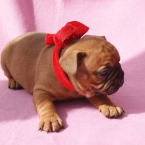 Bouledogue francs fawn LOP AFIXO