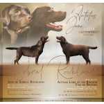 Retriever Do Labrador Labradores chocolate Santarm Santarm