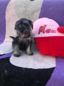 Schnauzer Preto - Macho e Fmea