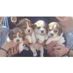 Beagle Cachorro Beagle Viseu Viseu