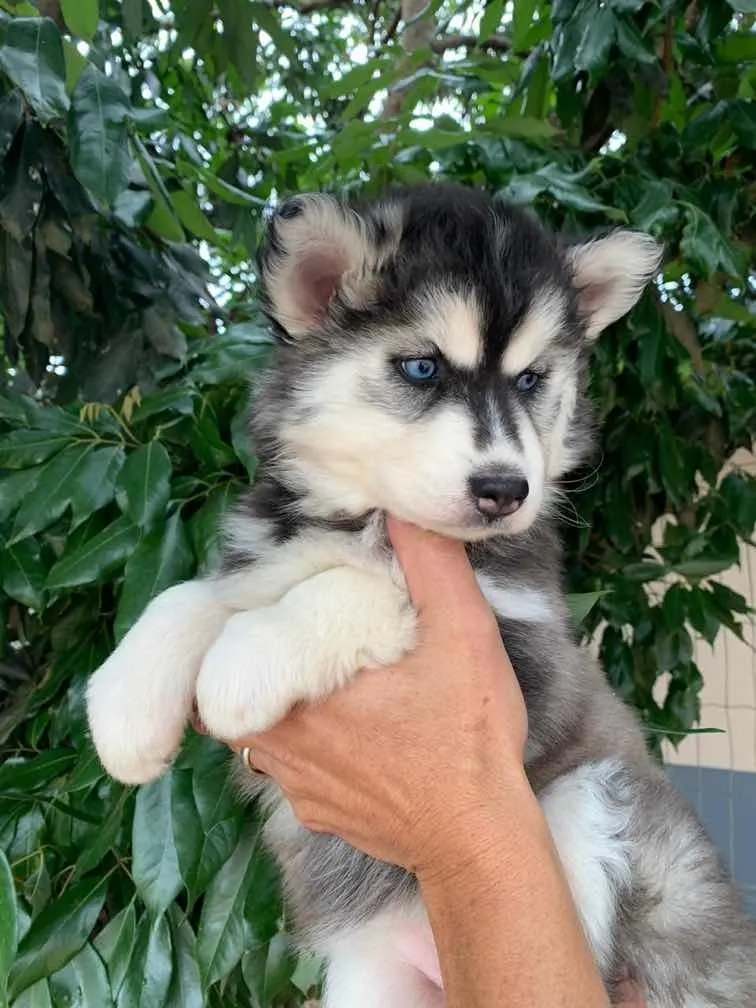 Filhotes De Husky Siberiano - Fmea Whooly - Olhos Azuis