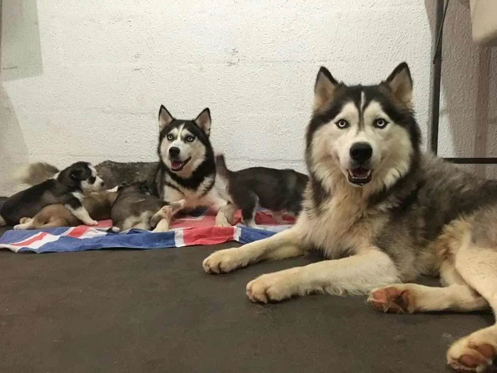 Filhotes De Husky Siberiano - Fmea Whooly - Olhos Azuis