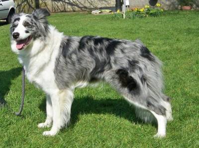 Border Collie