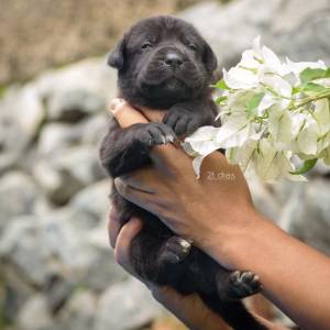 Cane Corso - Filhotes disponvel