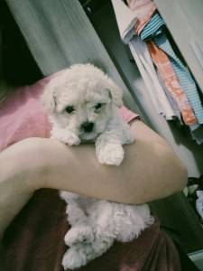 Poodle - Filhotes disponvel