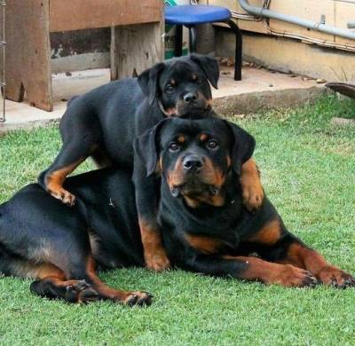 Rottweiler  - Filhotes disponvel