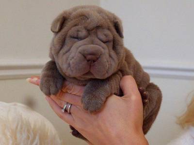 Sharpei - Filhotes disponvel