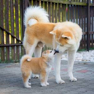 Akita Inu - Filhotes disponvel