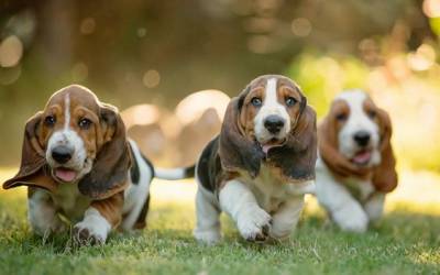 Basset Hound - Filhotes disponvel