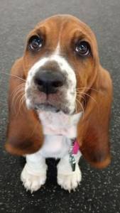 Basset Hound - Filhotes disponvel