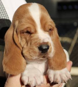 Basset Hound - Filhotes disponvel