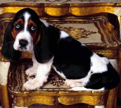 Basset Hound - Filhotes disponvel