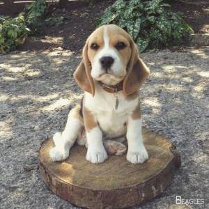 Beagle - Filhotes disponvel
