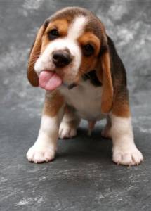 Beagle - Filhotes disponvel