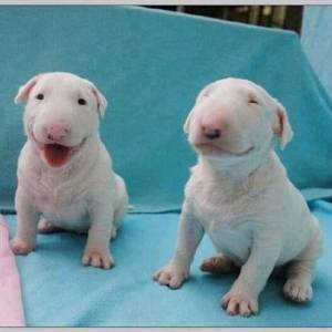 Bull Terrier - Filhotes disponvel