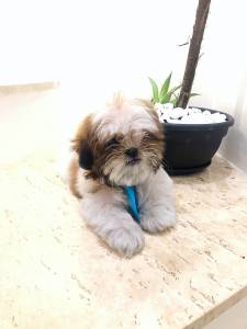 LTIMOS FILHOTES DE SHIH TZU MACHO