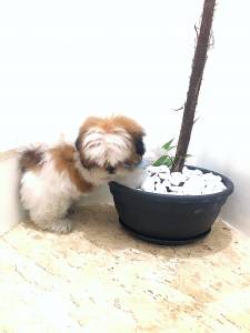 LTIMOS FILHOTES DE SHIH TZU MACHO