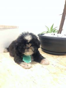 LTIMOS FILHOTES DE SHIH TZU MACHO