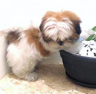 Shih tzu lindos machos o ranking n um de procura baixei o preo parc dez x chama no zap