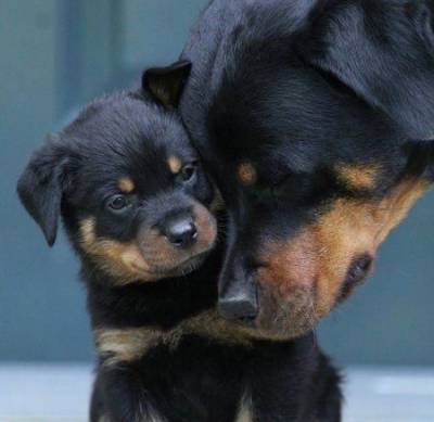 Rottweiler  - Filhotes disponvel