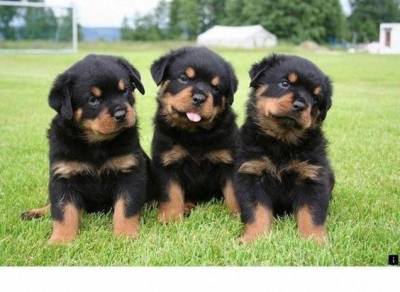 Rottweiler  - Filhotes disponvel