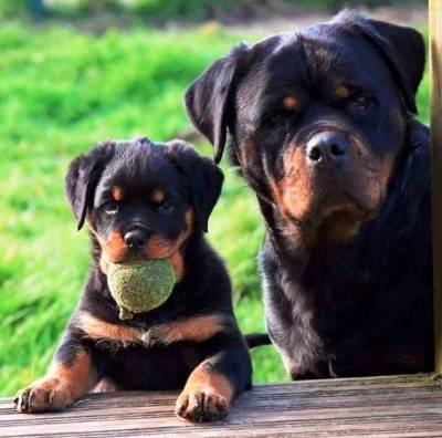 Rottweiler  - Filhotes disponvel