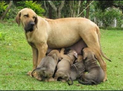 Fila Brasileiro - Filhotes disponvel