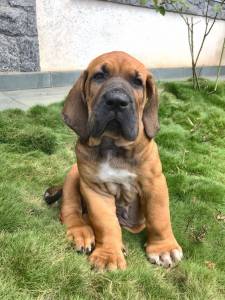 Fila Brasileiro - Filhotes disponvel