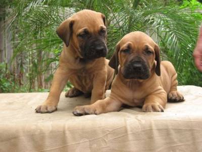 Fila Brasileiro - Filhotes disponvel