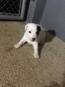 Jack Russel - Filhotes disponvel